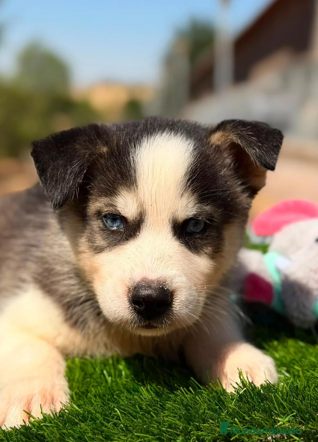Husky Siberiano perros en venta: HUSKY SIBERIANO PRECIOSA CAMADA - Anuncio 2