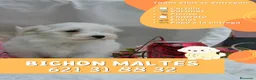 Bichón Maltés perros en venta: Preciosos bichón maltes enano  - Anuncio 1