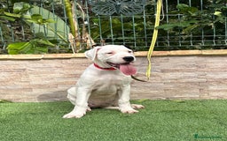 Dogo Argentino perros en venta: Cachorras dogas argentinas  - Imagen 1