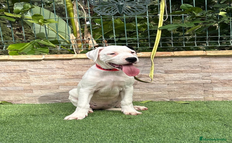 Dogo Argentino perros - Anuncio 6