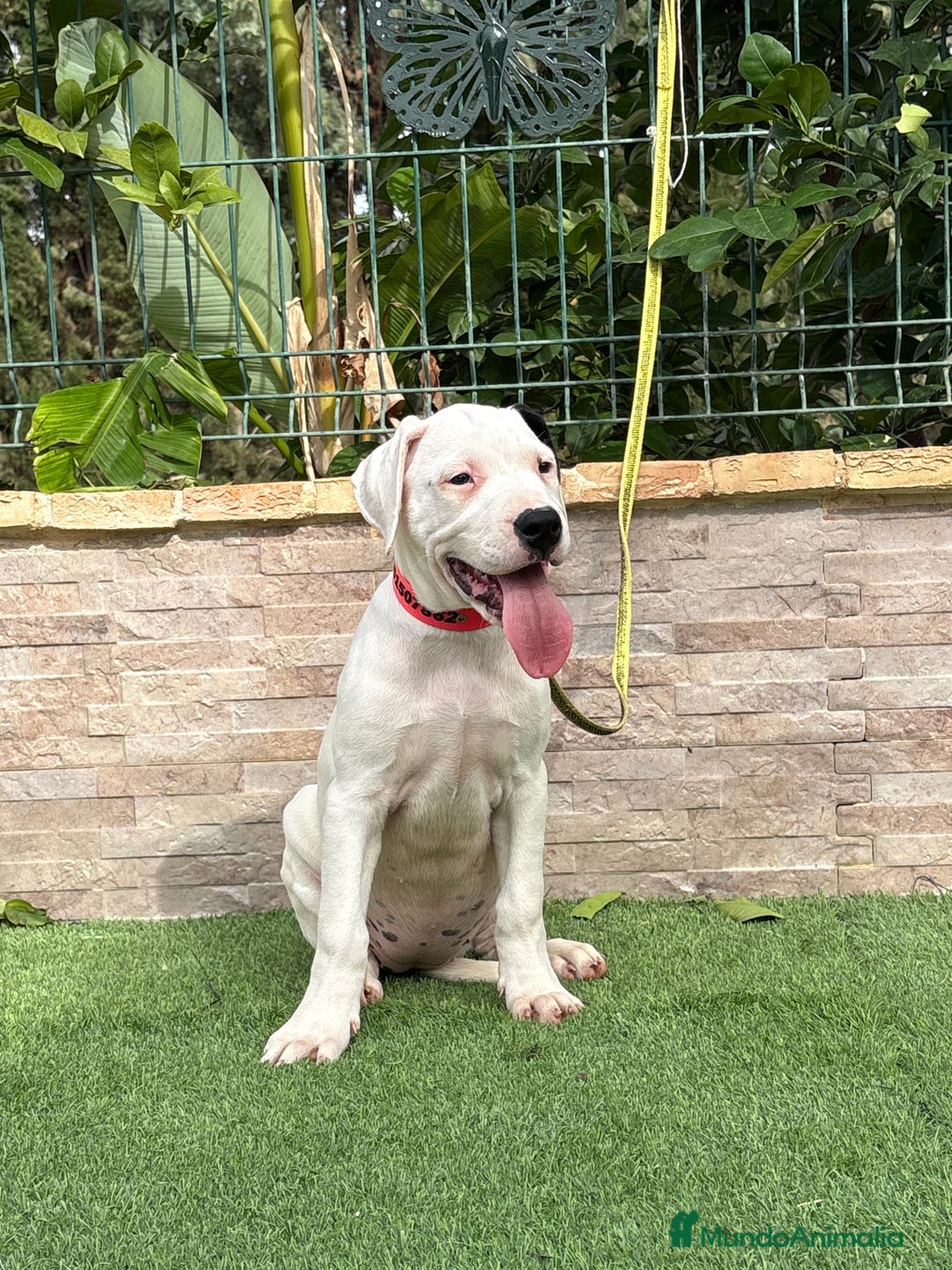 Dogo Argentino perros en venta: Cachorras dogas argentinas  - Imagen 1
