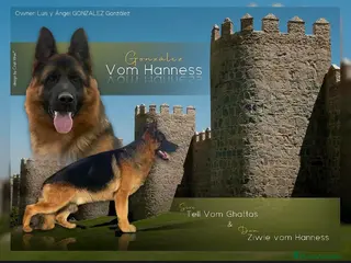 Pastor Alemán perros Cachorros de pastor alemán - Anuncio 11