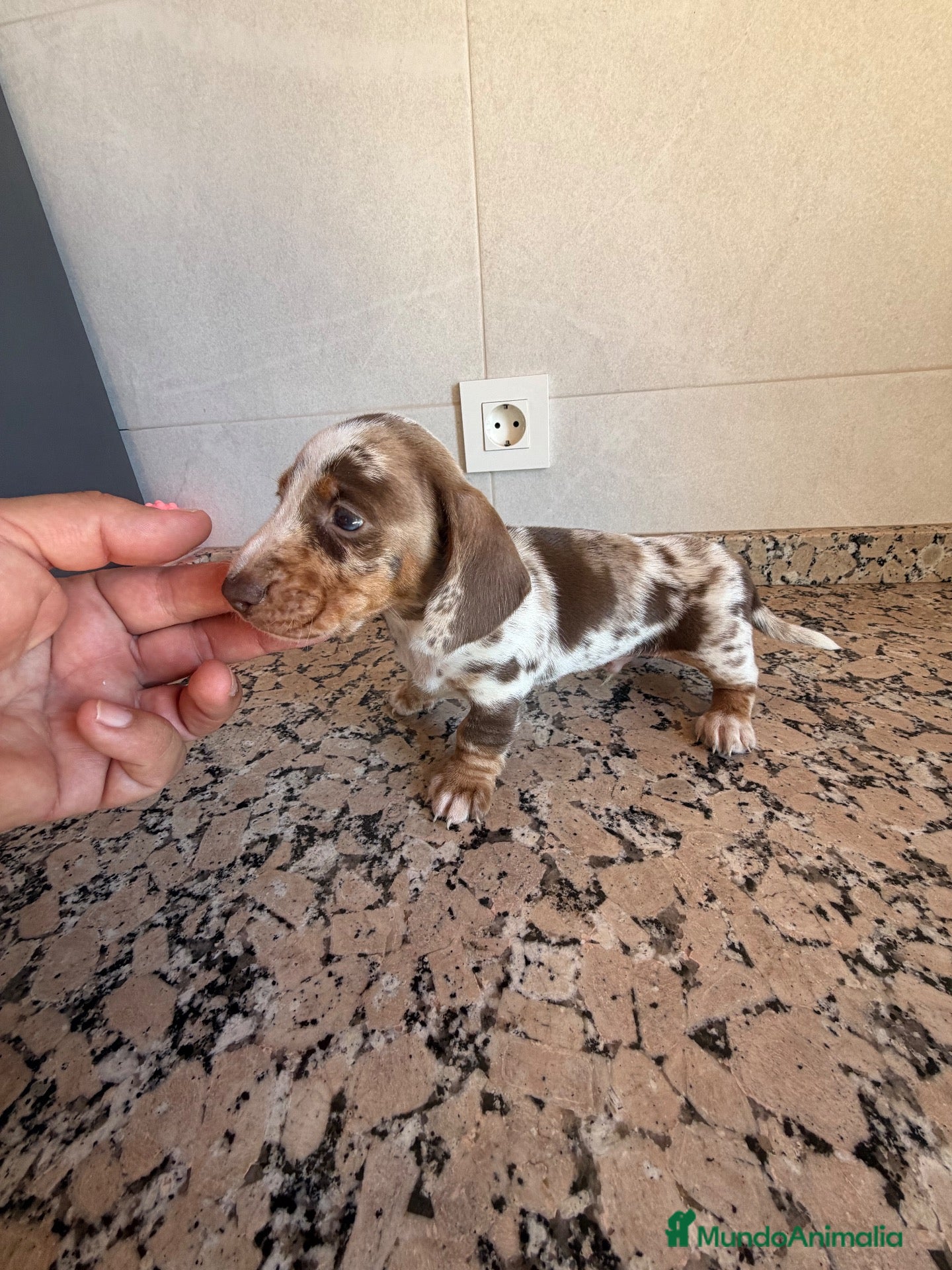 Teckel Miniatura perros TECKEL ARLEQUIN CHOCOLATE PIEBALD - Anuncio 1