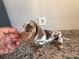 Teckel Miniatura perros TECKEL ARLEQUIN CHOCOLATE PIEBALD - Anuncio 1