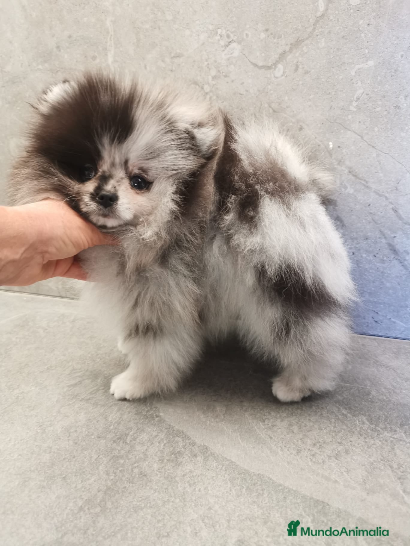Pomerania perros Pomerania TOY Merle macho espectacular  - Anuncio 2