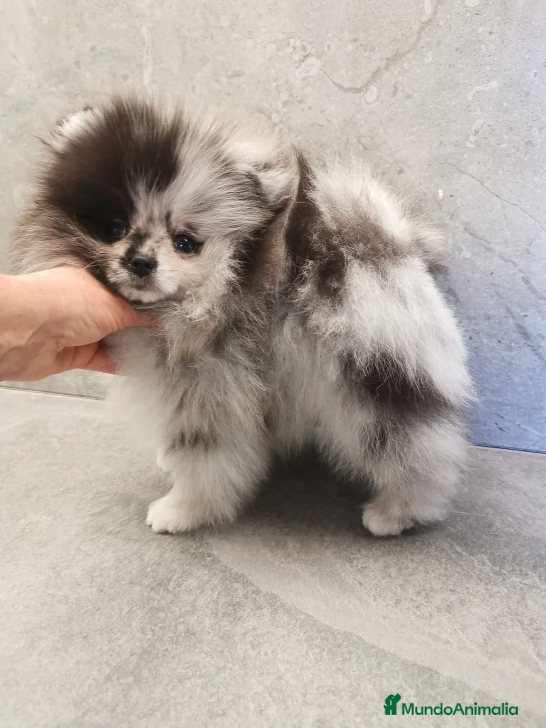 Pomerania perros en venta: Pomerania TOY Merle macho espectacular  - Anuncio 1