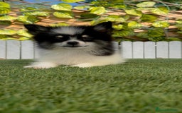 Pomerania perros en venta: POMERANIA HEMBRA - Imagen 3