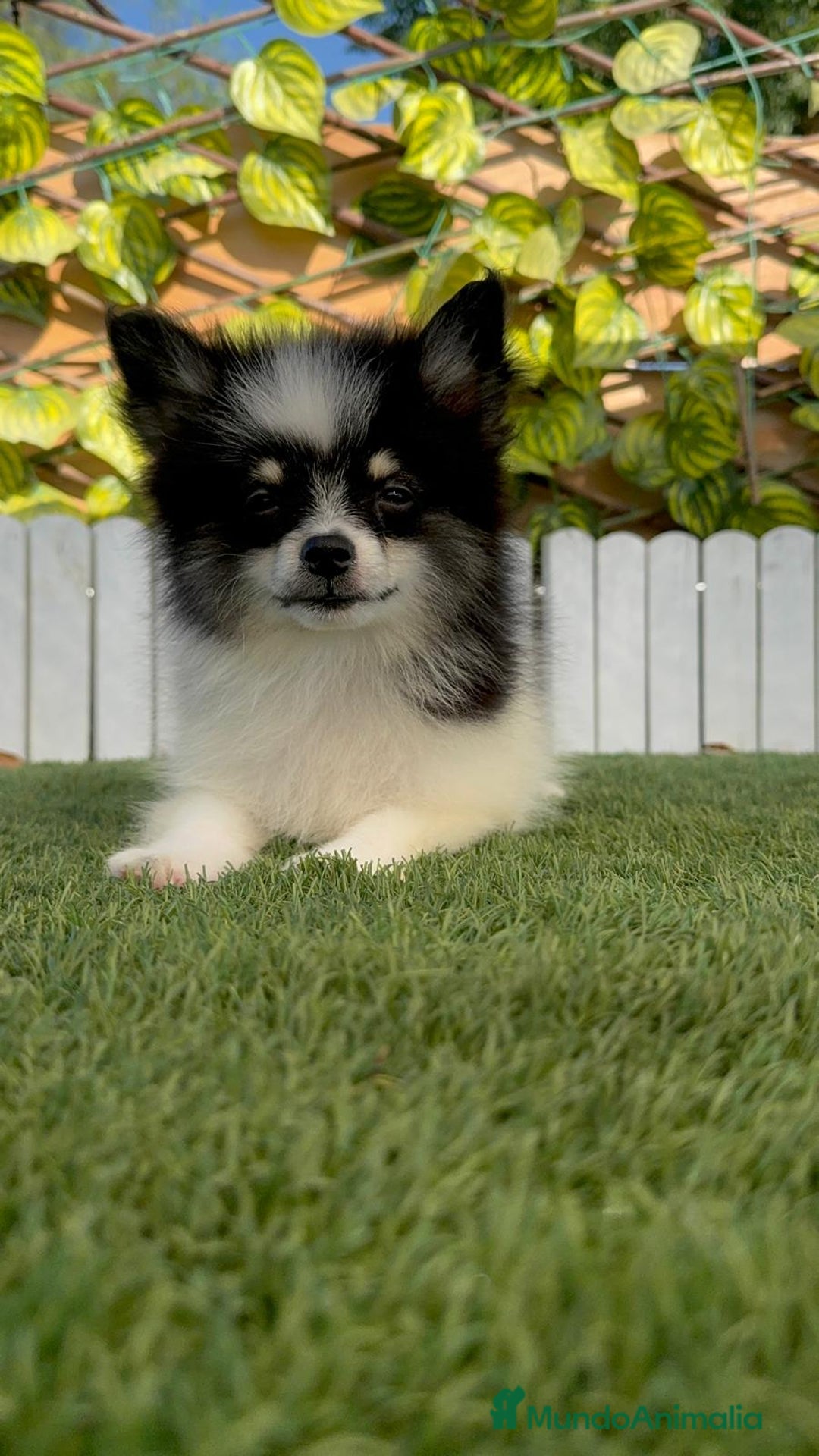 Pomerania perros en venta: POMERANIA HEMBRA - Imagen 3