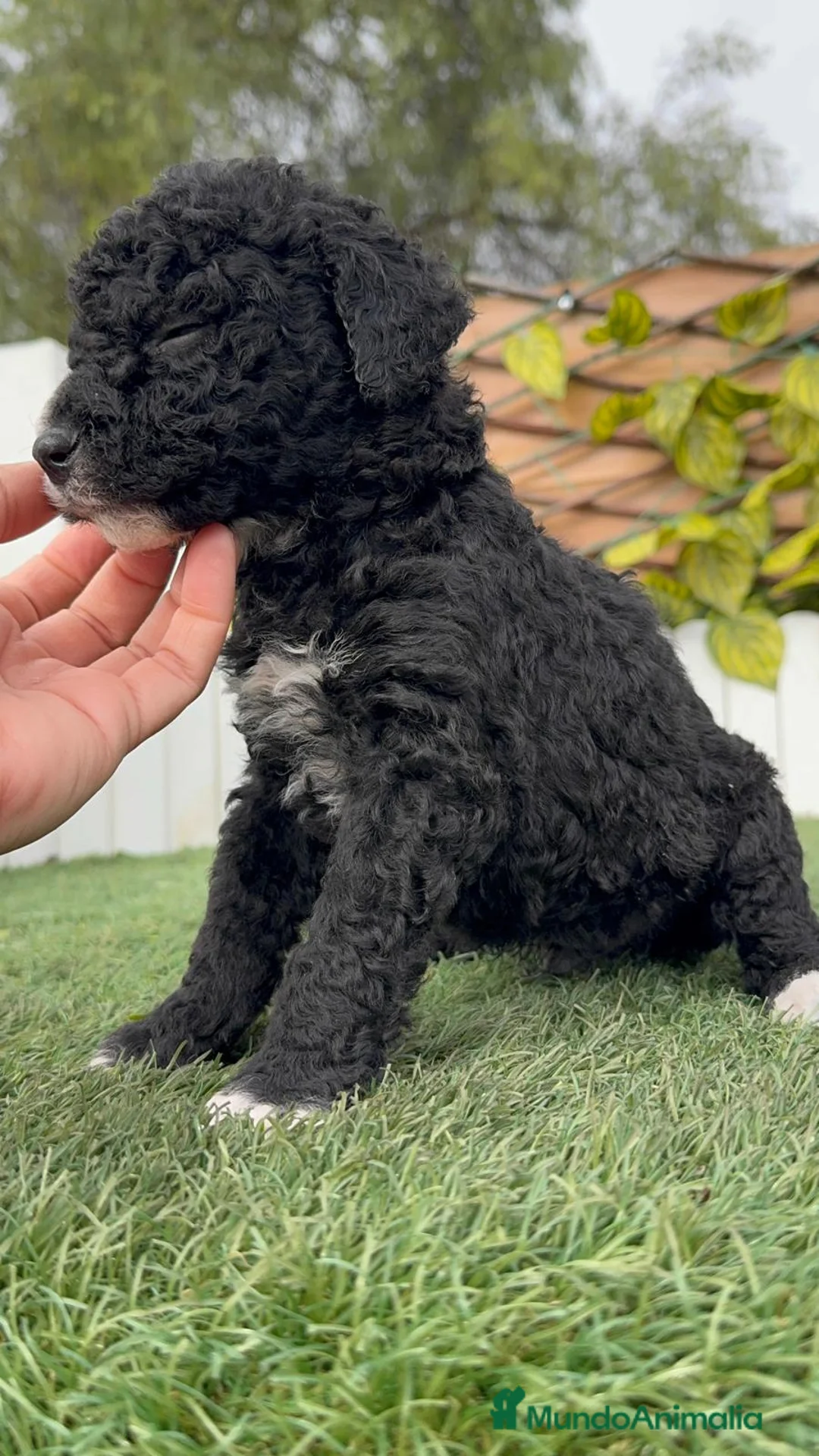 Perro de Agua Español perros en venta: PERRO DE AGUA MACHO - Anuncio 3