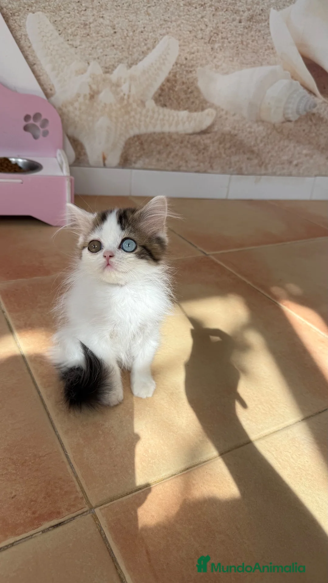 Scottish Fold gatos en venta: Scottish  - Anuncio 1