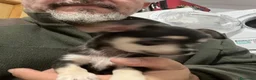 Chihuahua perros en venta: CHIHUAHUA HEMBRA  - Anuncio 2