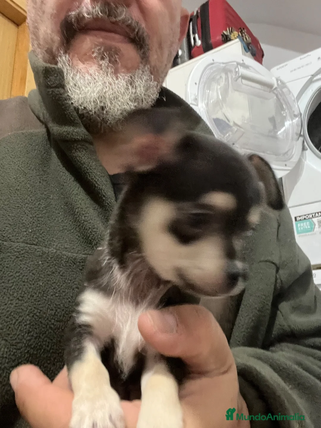 Chihuahua perros en venta: CHIHUAHUA HEMBRA  - Anuncio 2
