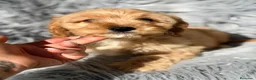 Cavapoo perros en venta: Cavapoo precioso macho apricot - Anuncio 2