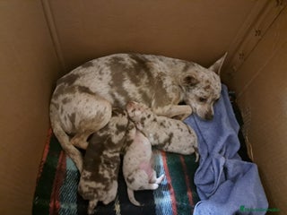 Chihuahua perros - Anuncio 9