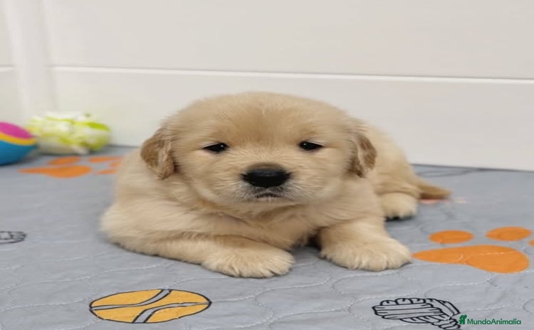 Golden Retriever perros - Anuncio 2