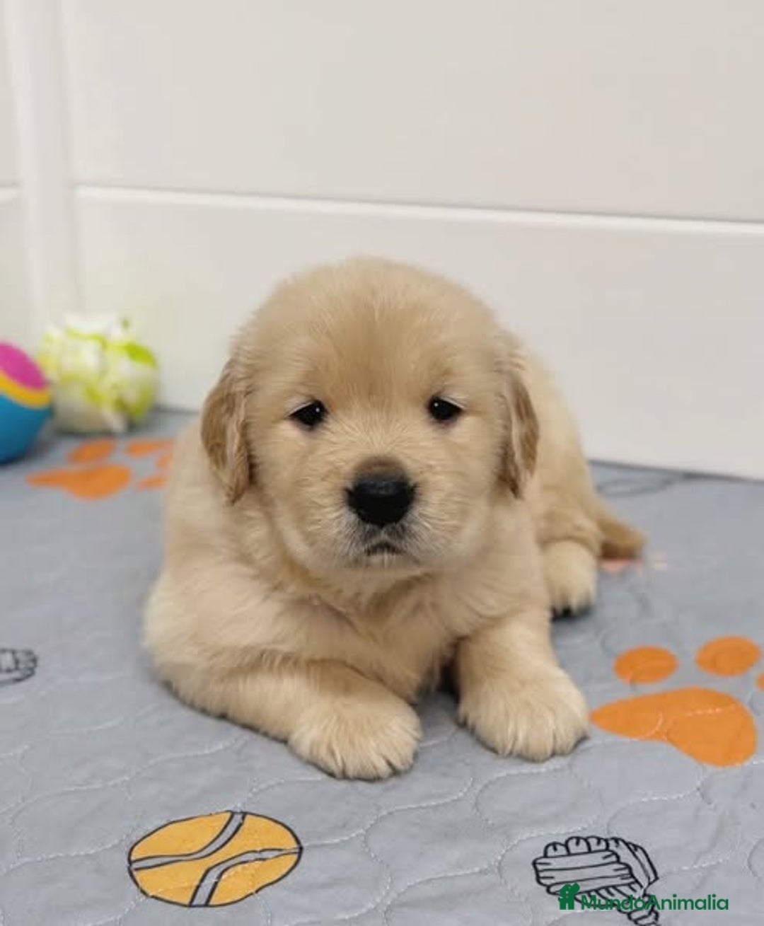 Golden Retriever perros en venta: Dulce bebé de Golden Retriever - Imagen 1
