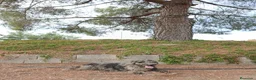 Perro de Agua Español perros en venta: PERRO DE AGUA ESPAÑOL - Anuncio 7