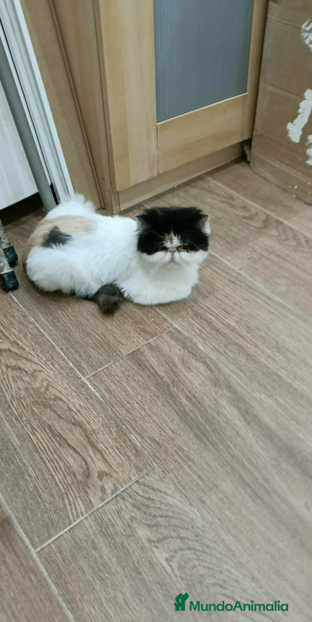 Exótico de Pelo Corto gatos en venta: Persa exótico de pelo corto en Barcelona - Anuncio 1