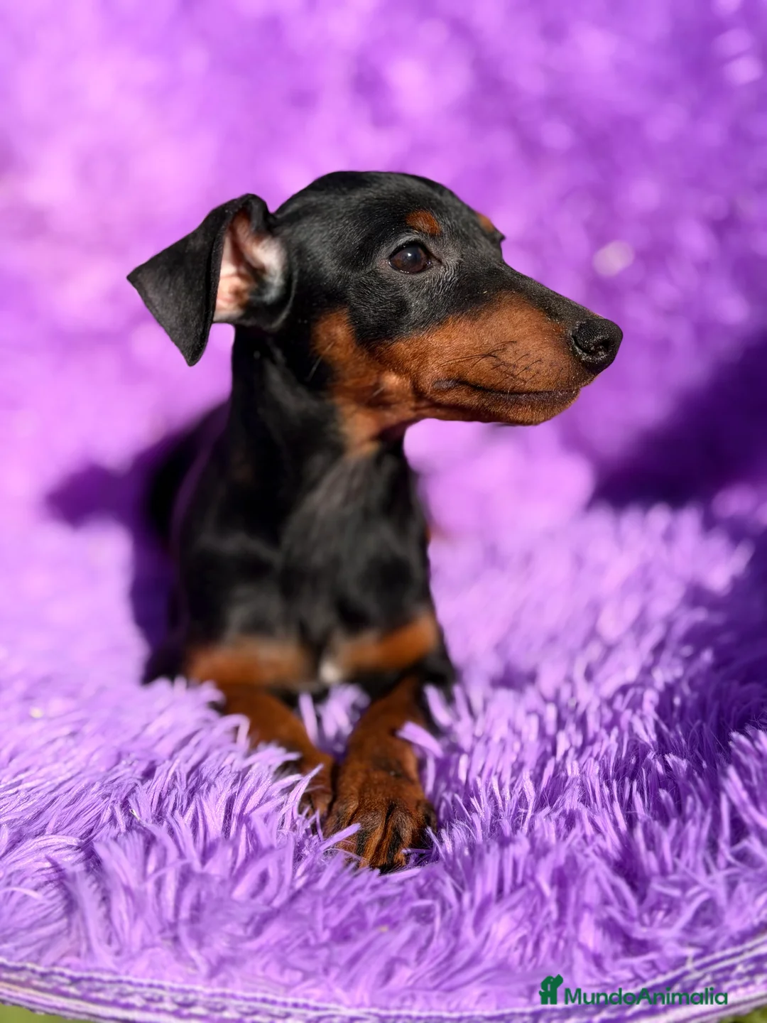 Pinscher Miniatura perros en venta: Minipincher hembra  - Anuncio 6