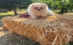 Pomerania perros en venta: Pomerania listo para conocer su nueva familia  - Imagen 1