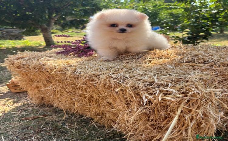 Pomerania perros - Anuncio 5