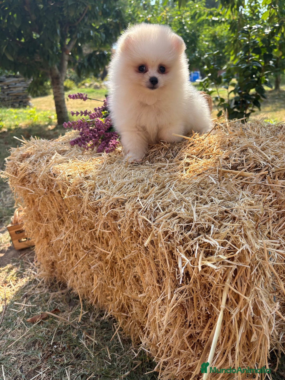 Pomerania perros en venta: Pomerania listo para conocer su nueva familia  - Imagen 1