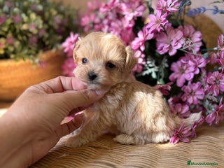 Maltipoo perros - Anuncio 2
