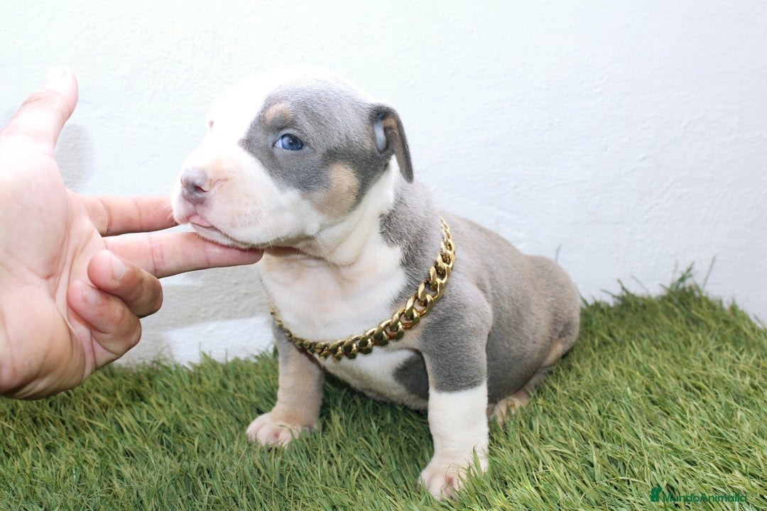 American Pit Bull Terrier perros en venta: American pitbull terrier ( pitbull diamante unico) - Imagen 2