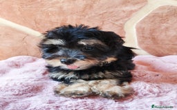 Maltipoo perros en venta: MALTIPOO  - Imagen 6