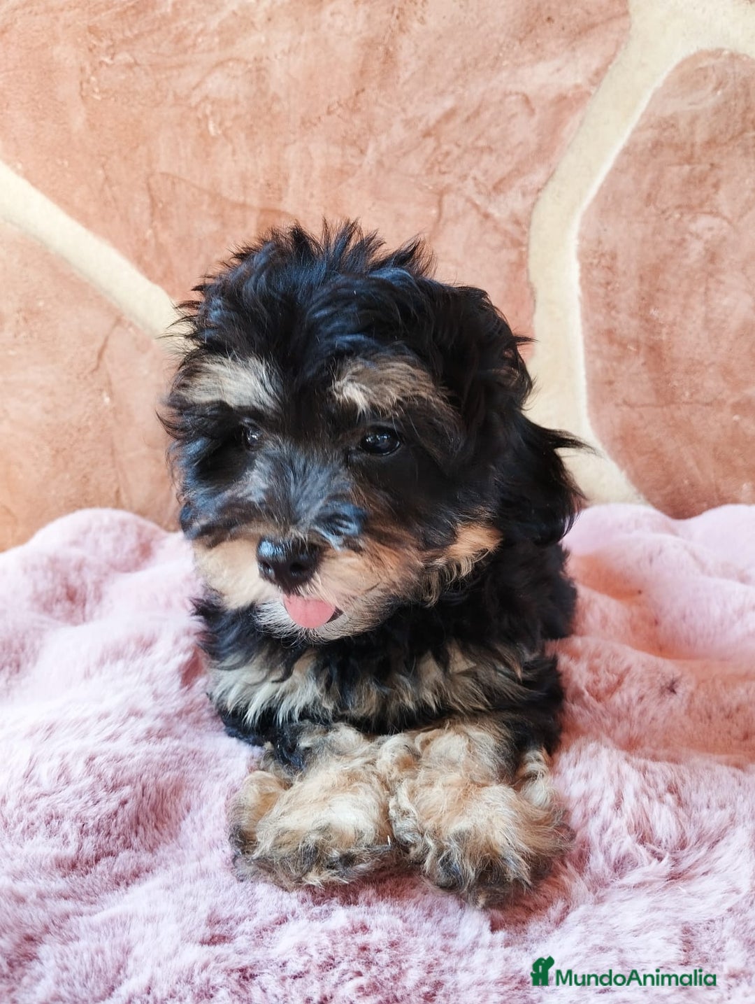 Maltipoo perros en venta: MALTIPOO  - Imagen 6