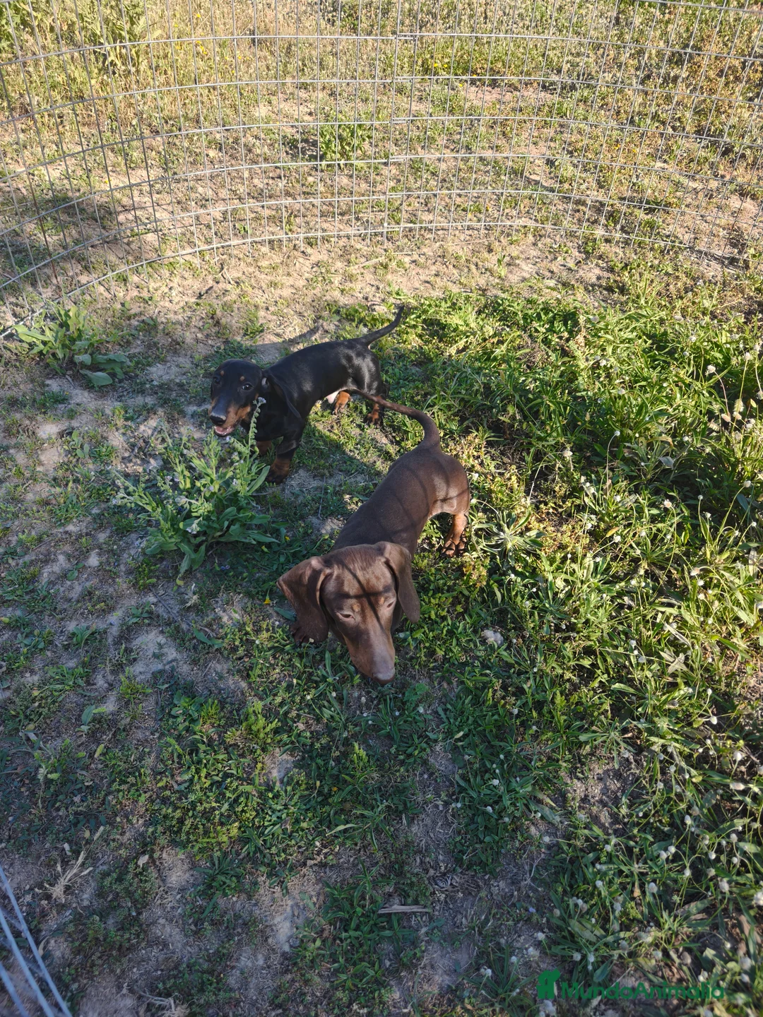 Teckel Miniatura perros en venta: Teckel chocolate y negro fuego ♂️ - Anuncio 2