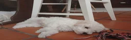 Caniche Enano perros en venta: Caniche enano - Anuncio 3