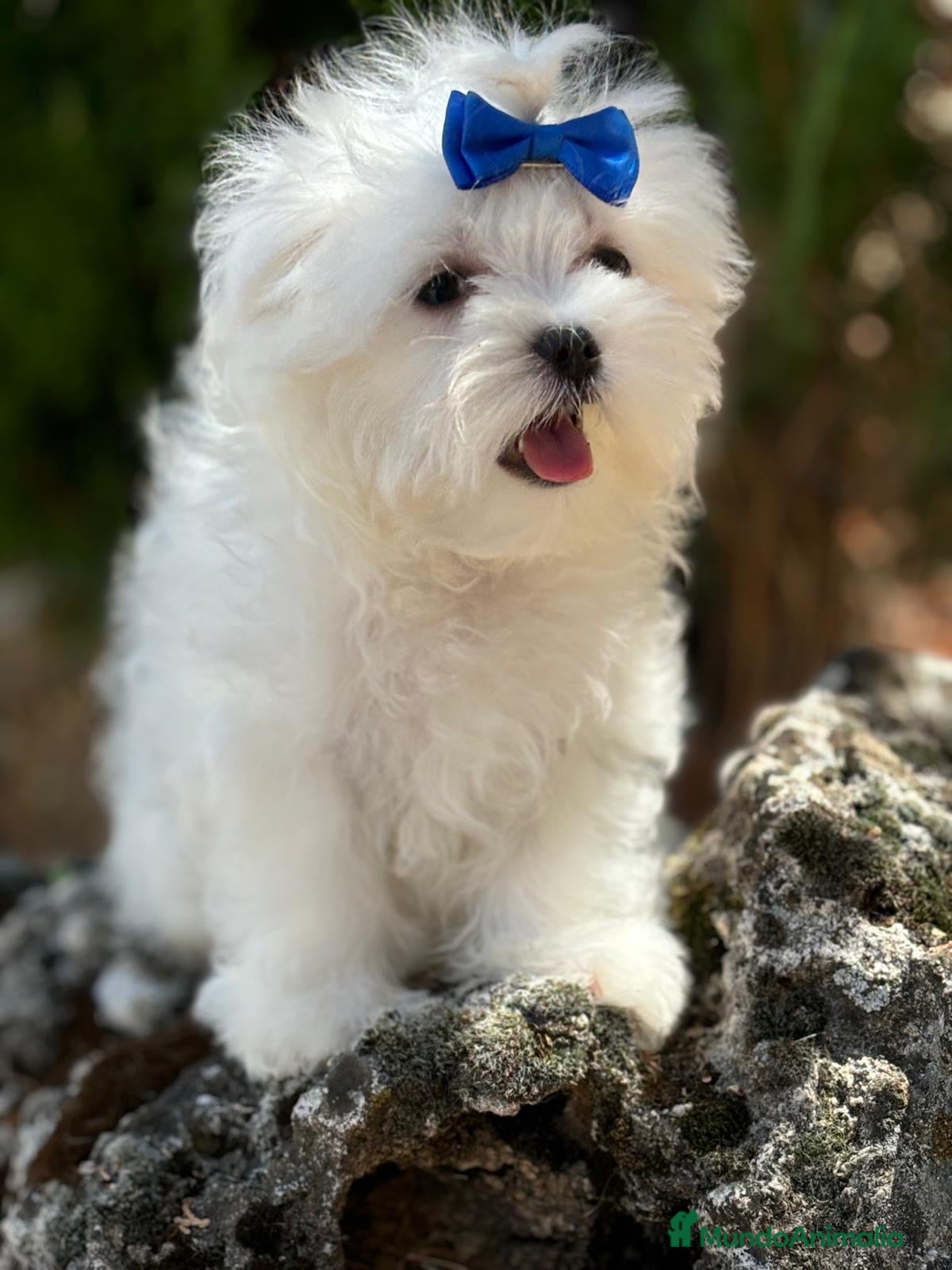 Bichón Maltés perros Bichon maltés listos para conocerte !! - Anuncio 1