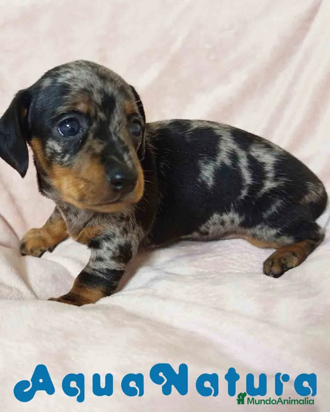 Teckel Miniatura perros en venta: Teckel Hembra de Tria y Tilo 1761 AQUANATURA - Anuncio 7