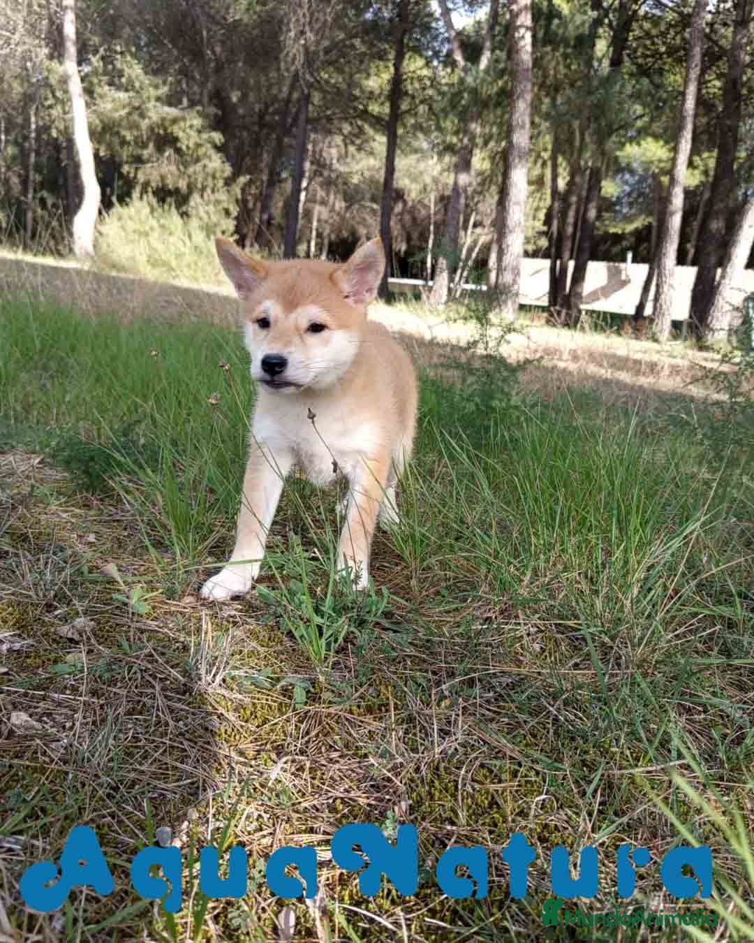 Shiba Inu perros Shiba Inu Hembra de Alba y Simbad 1722 AQUANATURA - Anuncio 30