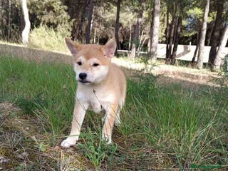 Shiba Inu perros Shiba Inu Hembra de Alba y Simbad 1722 AQUANATURA - Anuncio 20