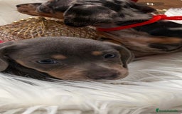 Teckel perros en venta: Teckel  - Anuncio 1