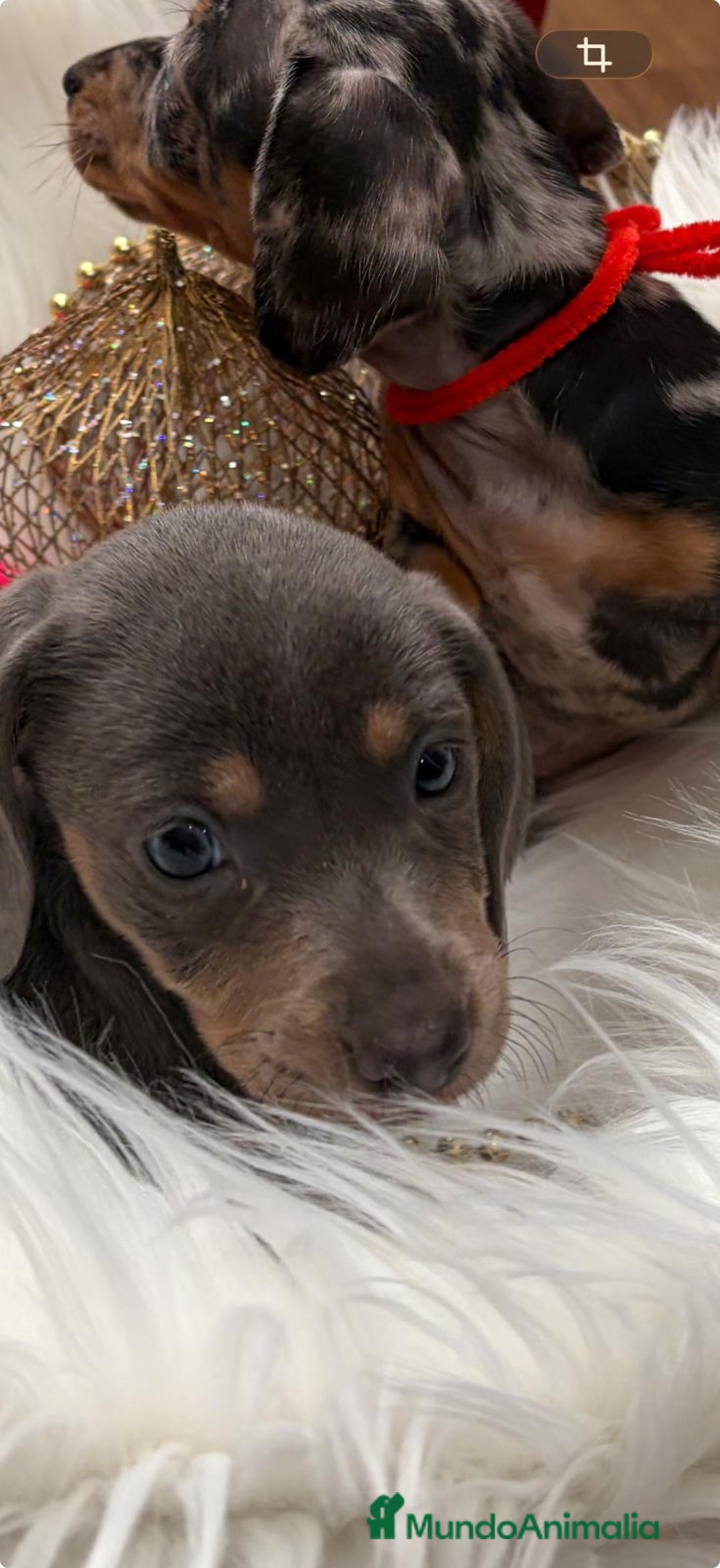 Teckel perros en venta: Teckel  - Anuncio 1