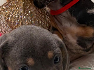 Teckel perros Teckel - Anuncio 2