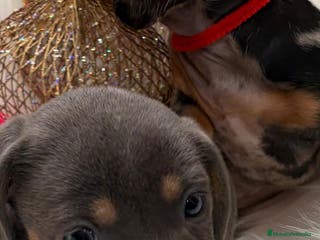 Teckel perros Teckel - Anuncio 10