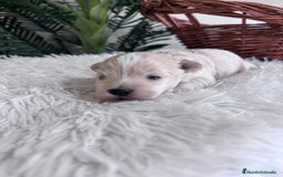 Maltipoo perros en venta: MALTIPOO MACHO - Imagen 5