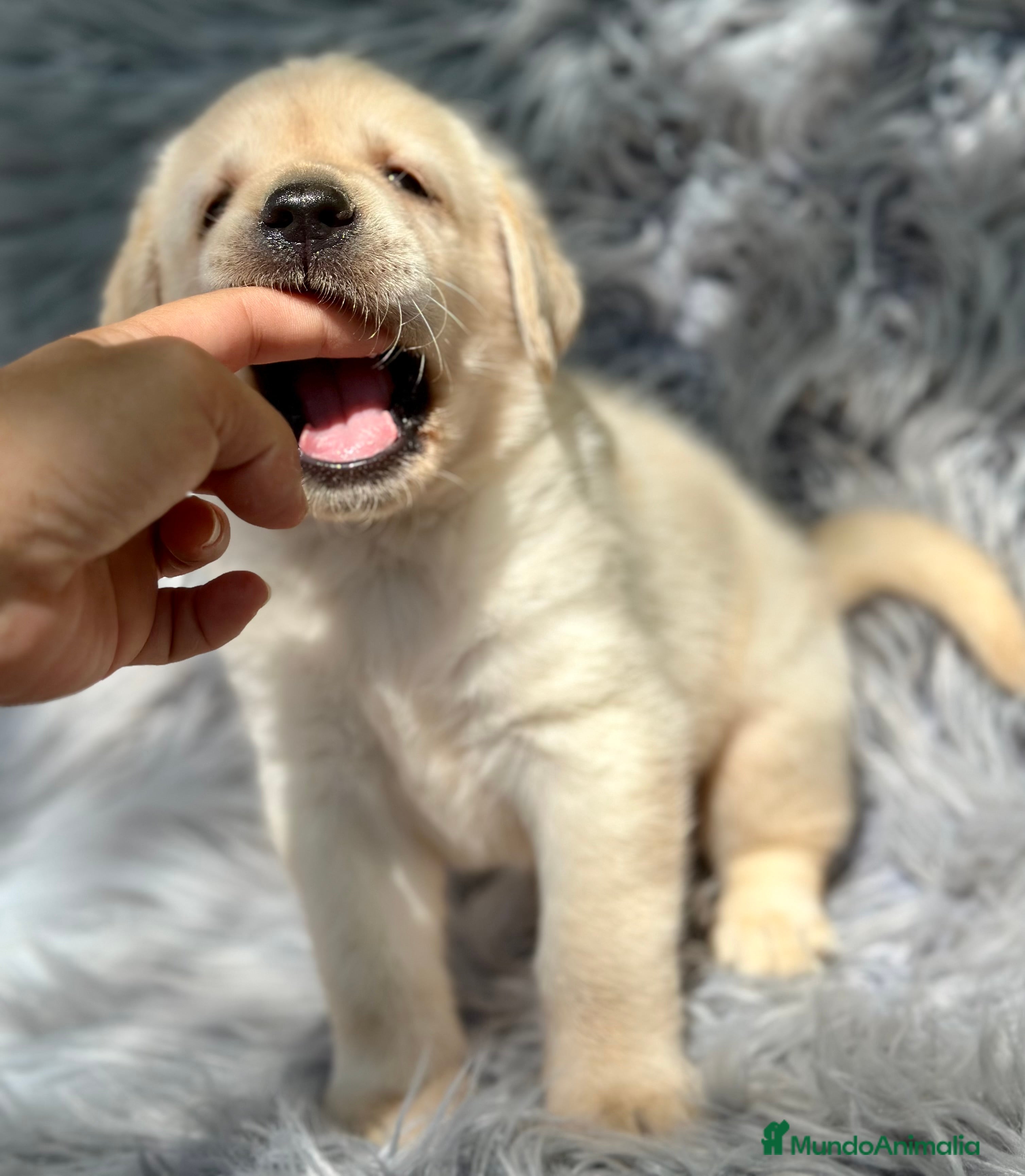 Labrador Retriever perros LABRADOR AMARILLO DISPONIBLES - Anuncio 2