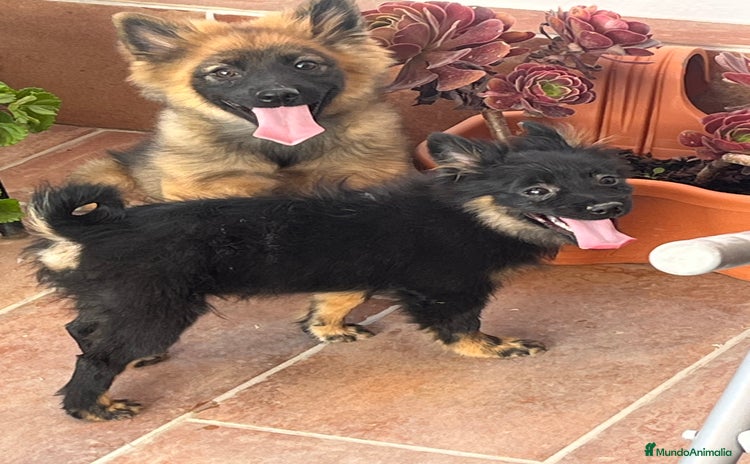 Raza Mixta perros - Anuncio 1