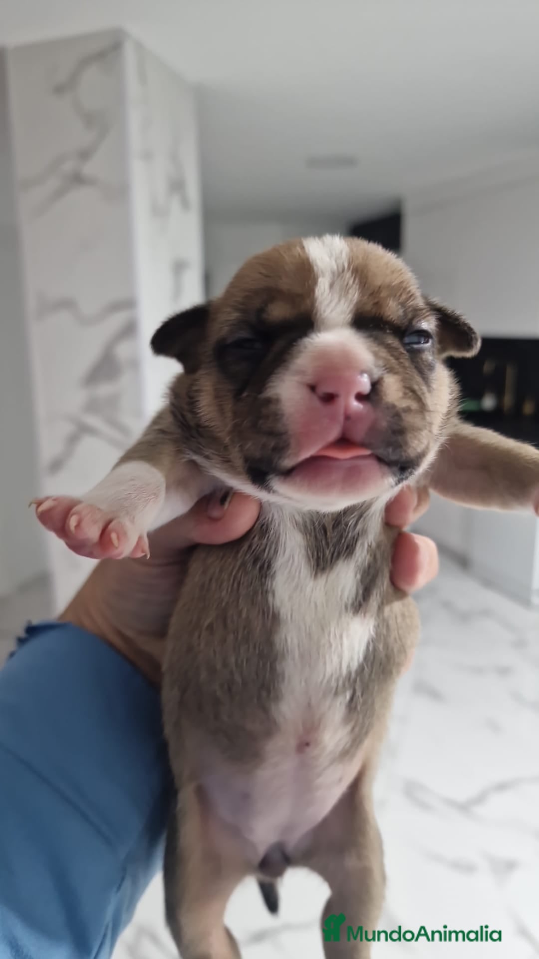 American Bully perros American bully micro exóticos  - Anuncio 32