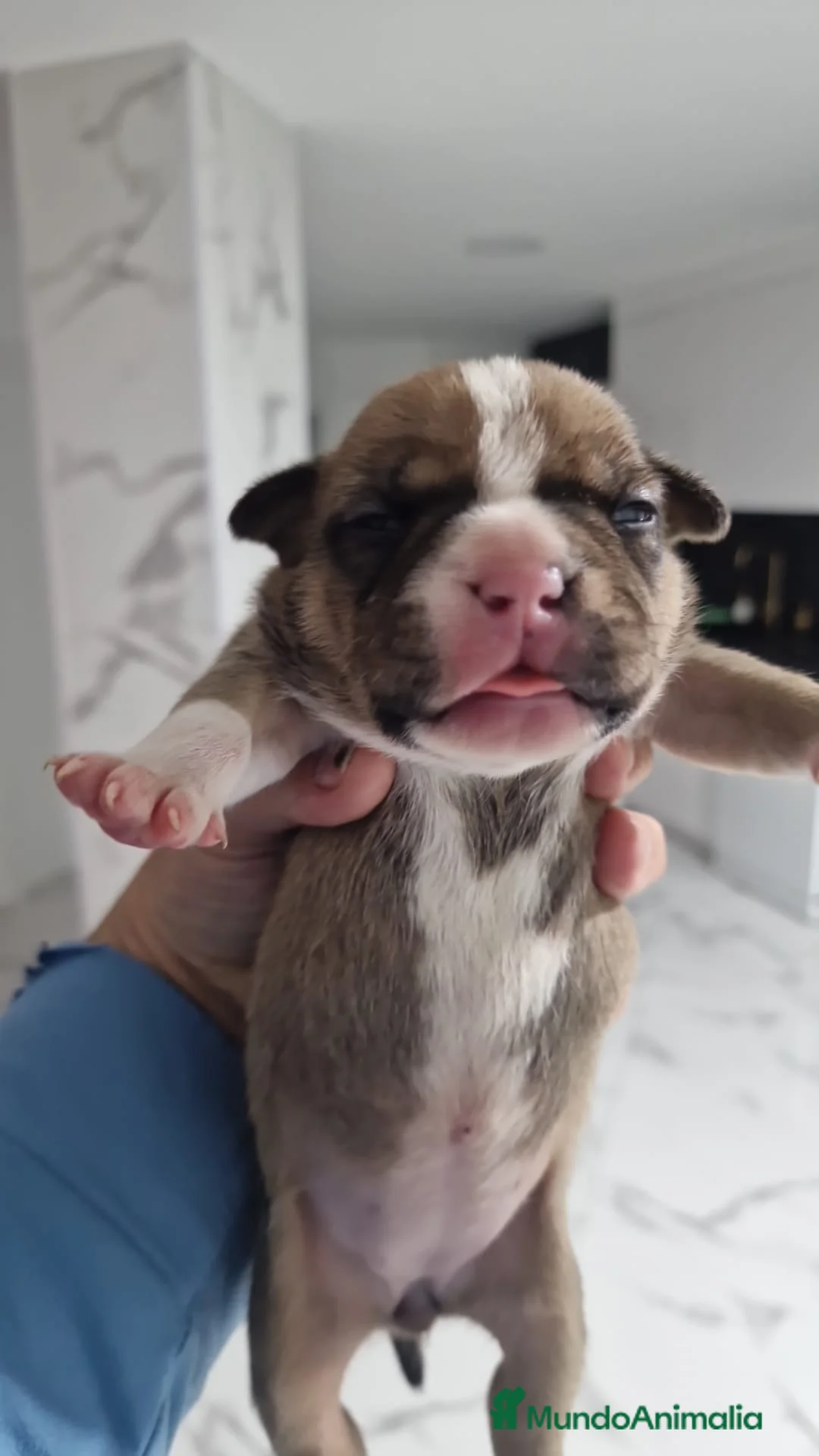 American Bully perros en venta: American bully micro exóticos  - Anuncio 2