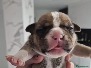 American Bully perros American bully micro exóticos - Anuncio 32