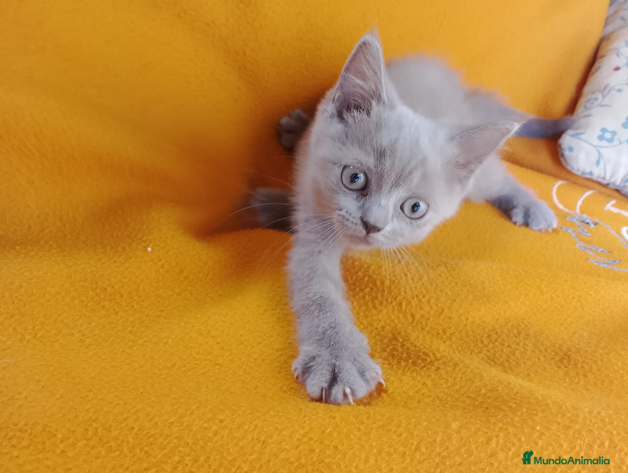 Brasileño de Pelo Corto gatos Adorable hembra Britthis Lilac en Madrid - Anuncio 2