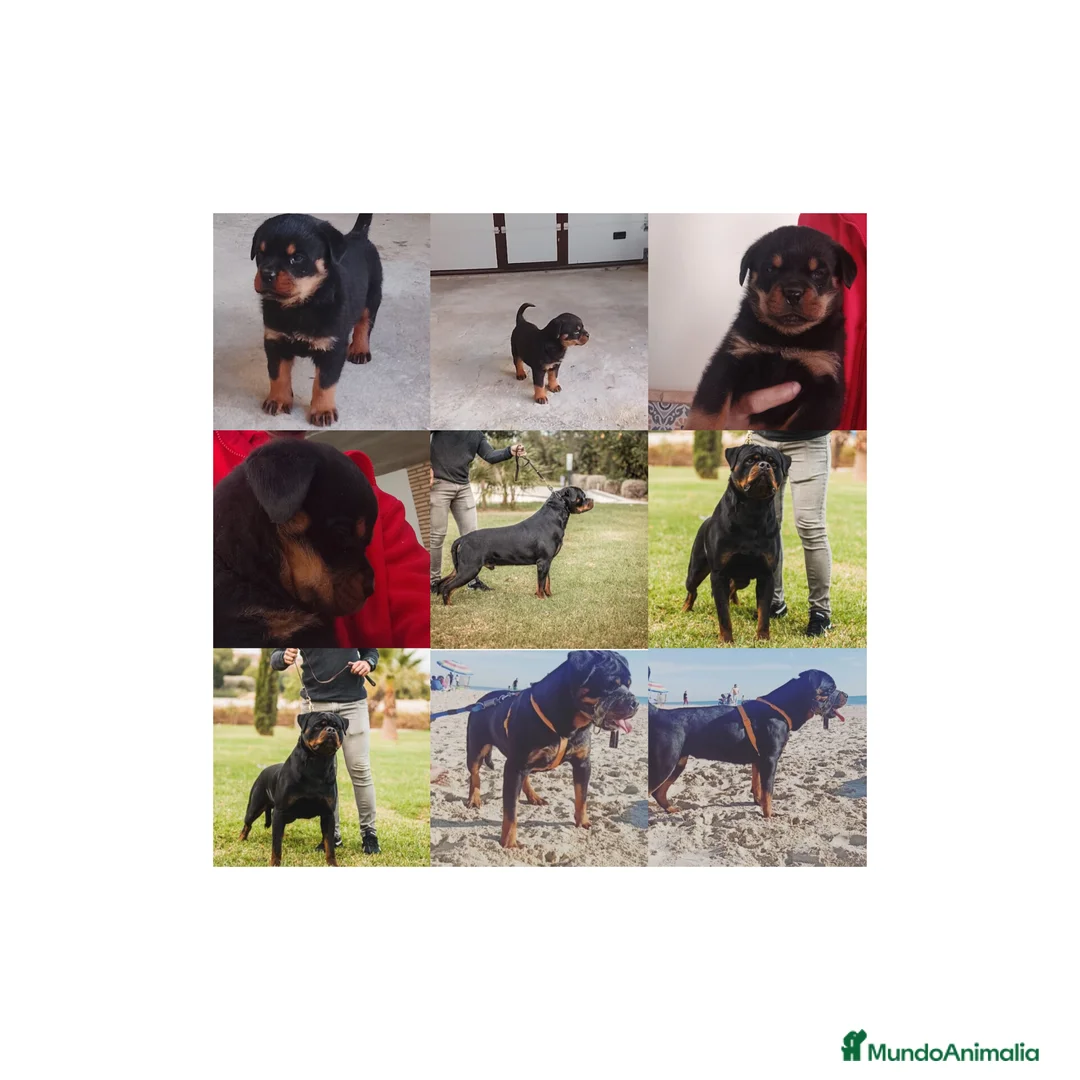Rottweiler perros en venta: Hembra rottweiler  - Anuncio 1