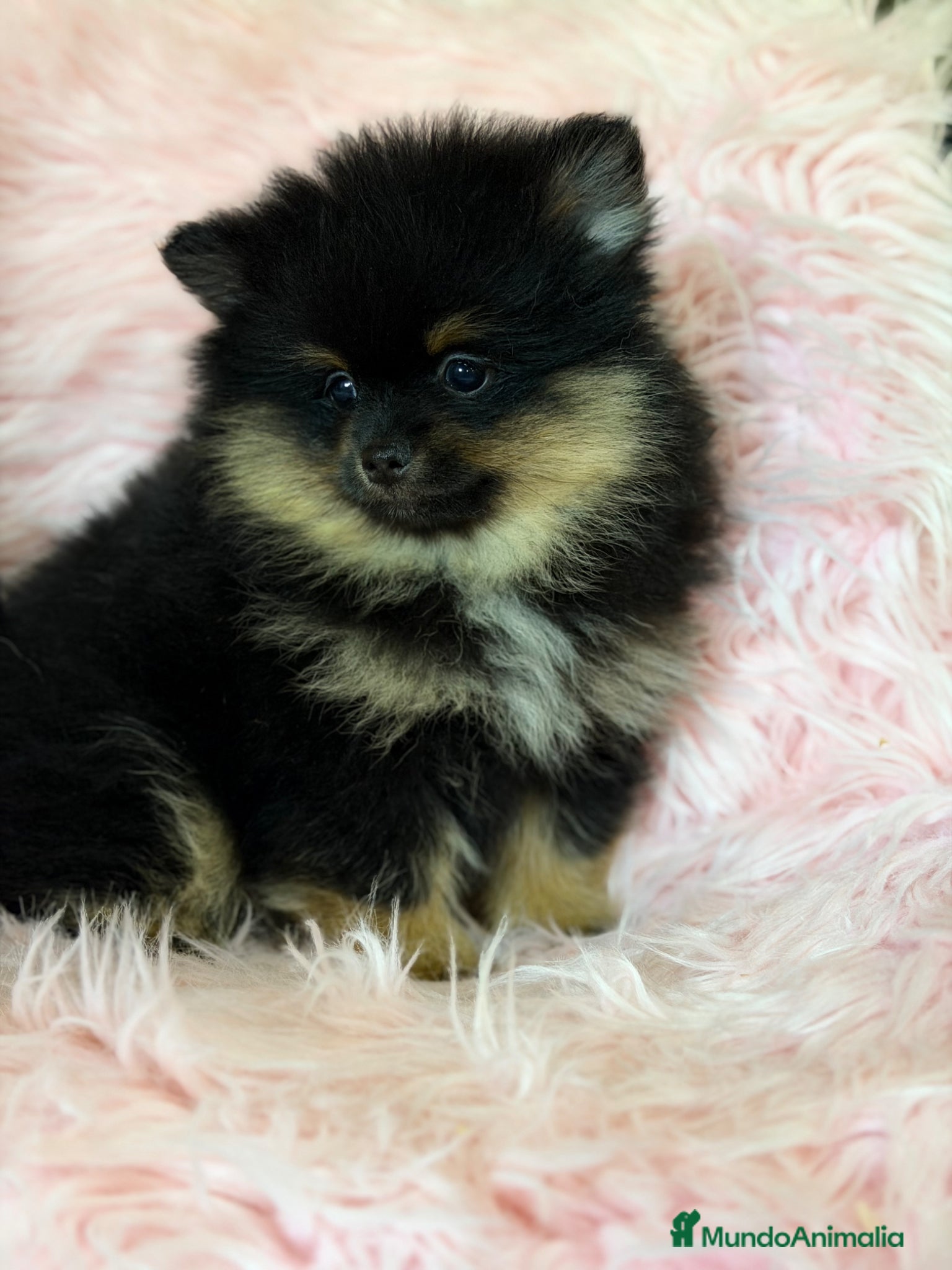 Pomerania perros Pomerania black and tan  - Anuncio 6