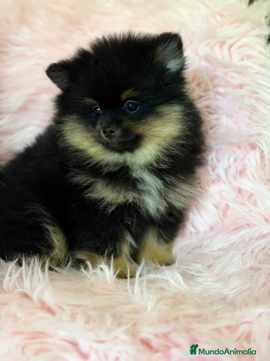 Pomerania perros en venta: Pomerania black and tan  - Anuncio 1